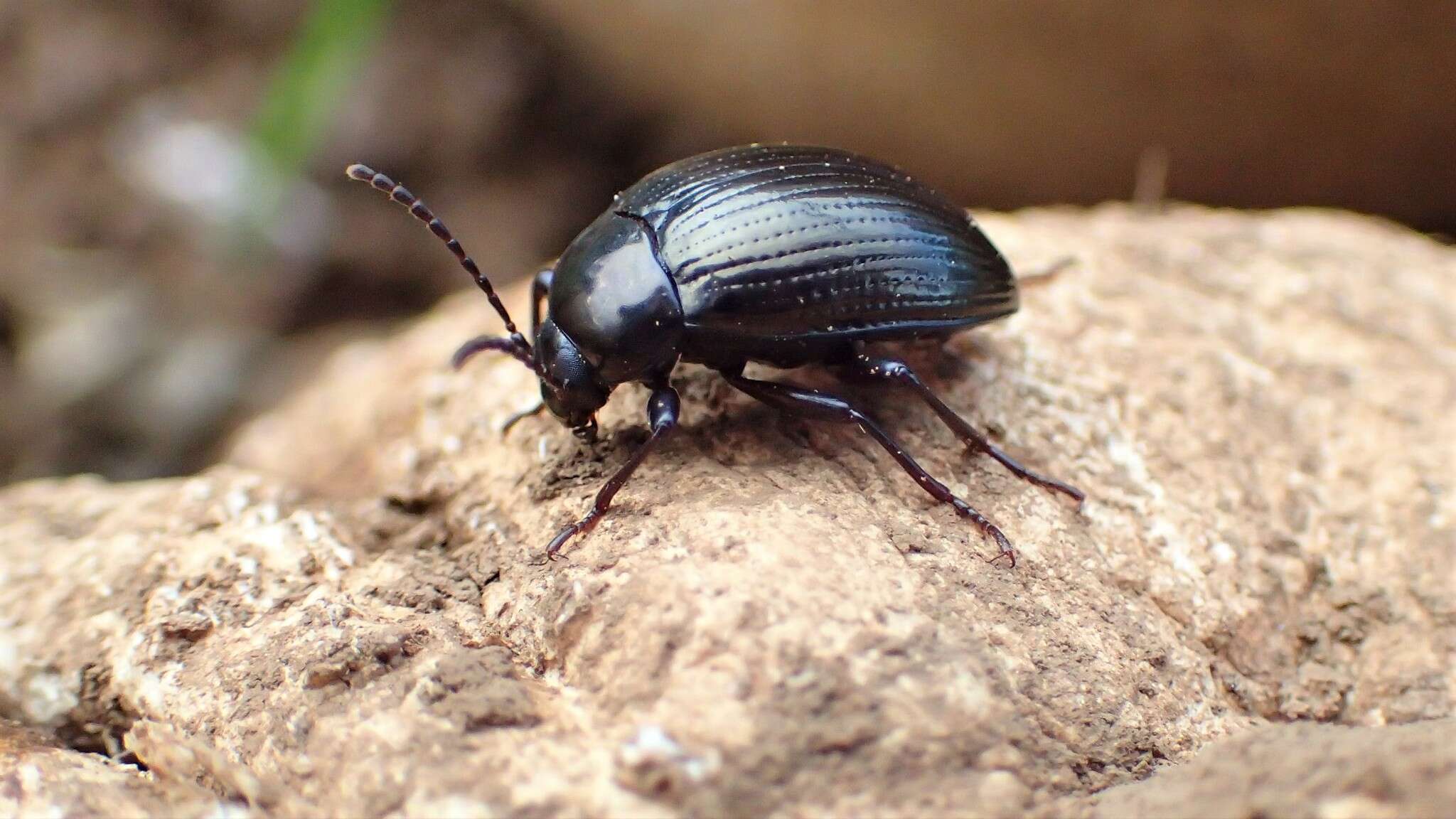 Image of Darkling beetle