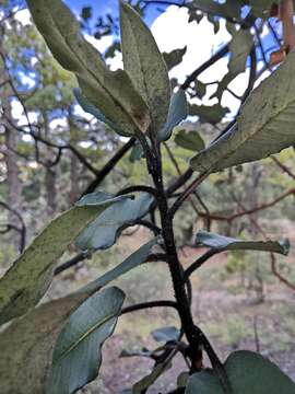 Image of Arbutus bicolor S. González, M. González & P. D. Sørensen