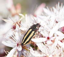 Sivun Castiarina vittata (Saunders 1868) kuva