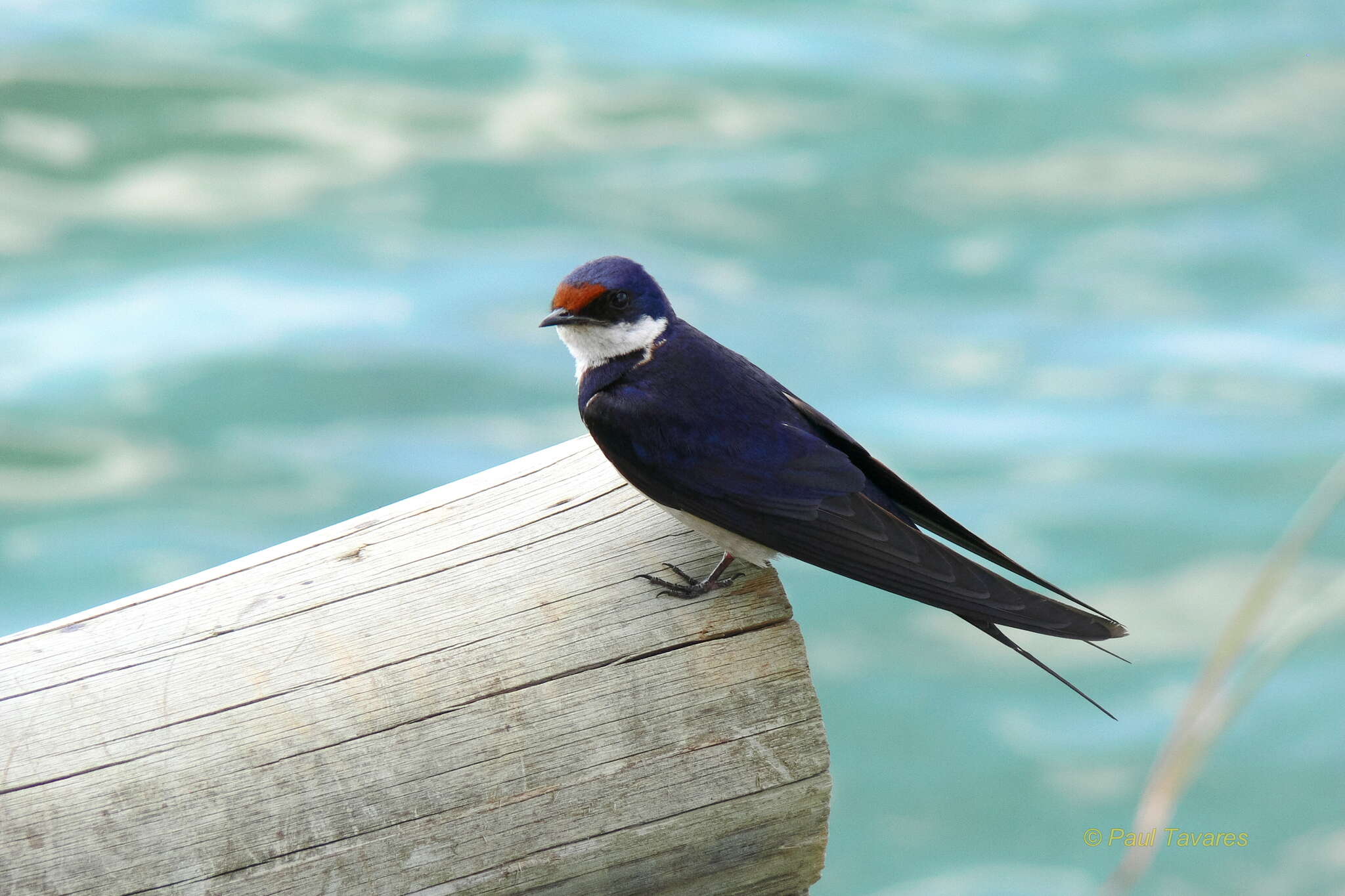Image of White-throated Swallow