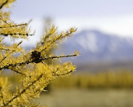 Image of Siberian Larch