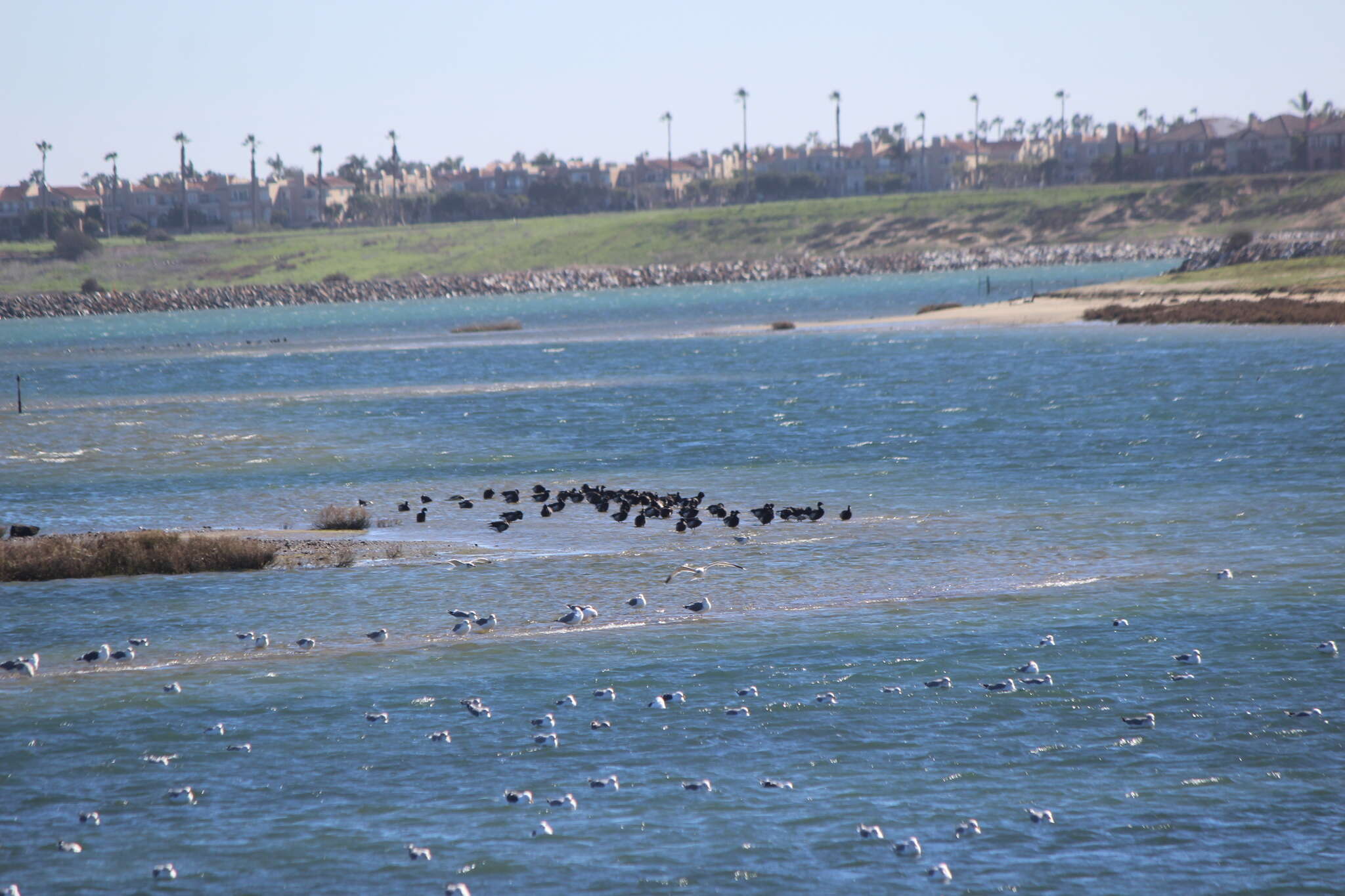 صورة Branta bernicla nigricans (Lawrence 1846)