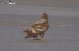 Image of White-tailed Eagle