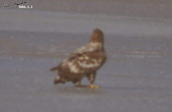 Image of White-tailed Eagle