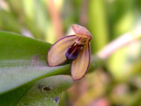 Image of Acianthera wageneriana (Klotzsch) Pridgeon & M. W. Chase