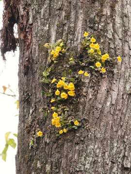 صورة Dendrobium jenkinsii Wall. ex Lindl.