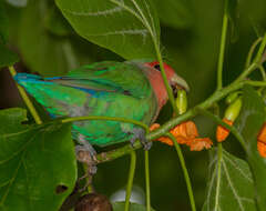 Image of Rosy-faced Lovebird