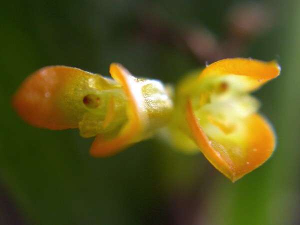 Image of Acianthera bohnkiana