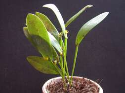 Image of Acianthera bohnkiana