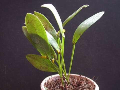 Image of Acianthera bohnkiana