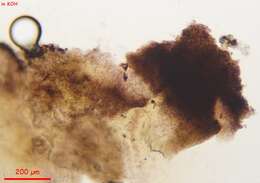 Image of Proliferodiscus pulveraceus (Alb. & Schwein.) Baral 1985