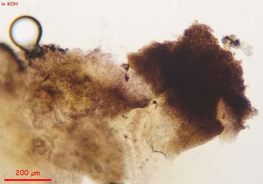 Слика од Proliferodiscus pulveraceus (Alb. & Schwein.) Baral 1985