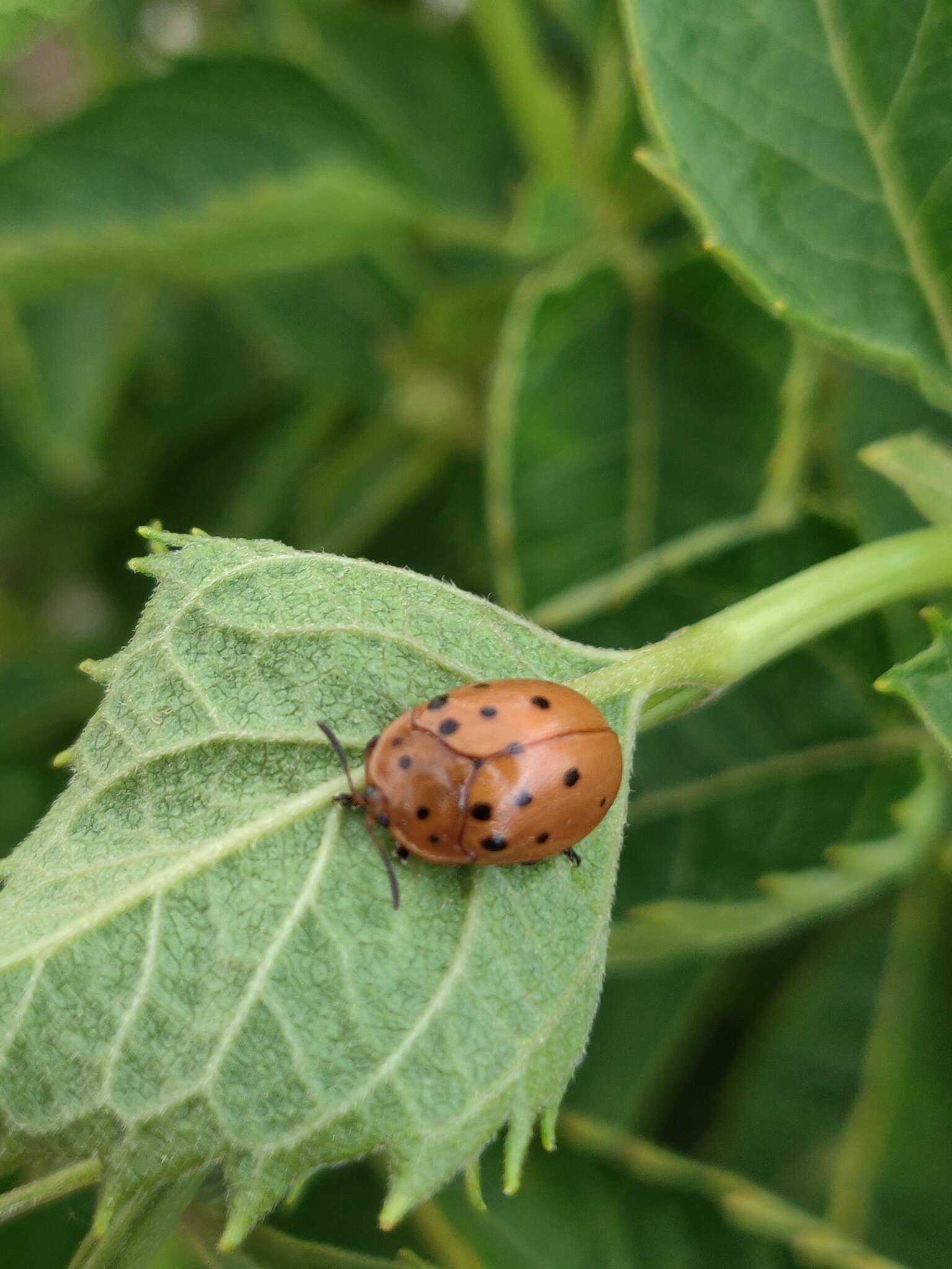 Image of Argus Tortoise Beetle