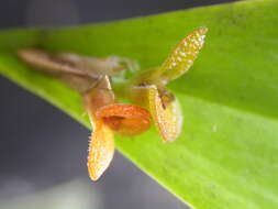 Image of Acianthera oligantha (Barb. Rodr.) F. Barros