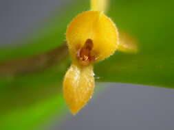 Image of Acianthera oligantha (Barb. Rodr.) F. Barros