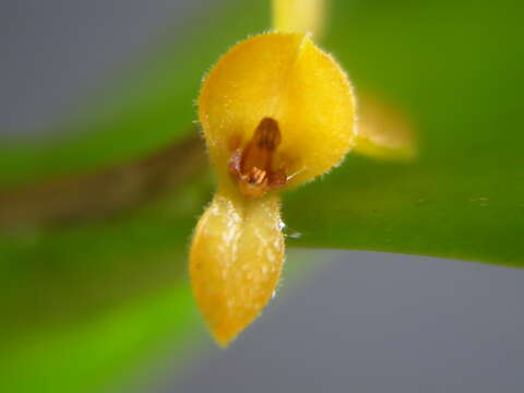 Image of Acianthera oligantha (Barb. Rodr.) F. Barros