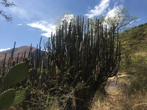 Image of Weberbauerocereus cuzcoensis Kníze