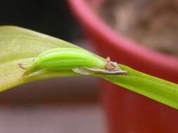 Image of Acianthera oligantha (Barb. Rodr.) F. Barros