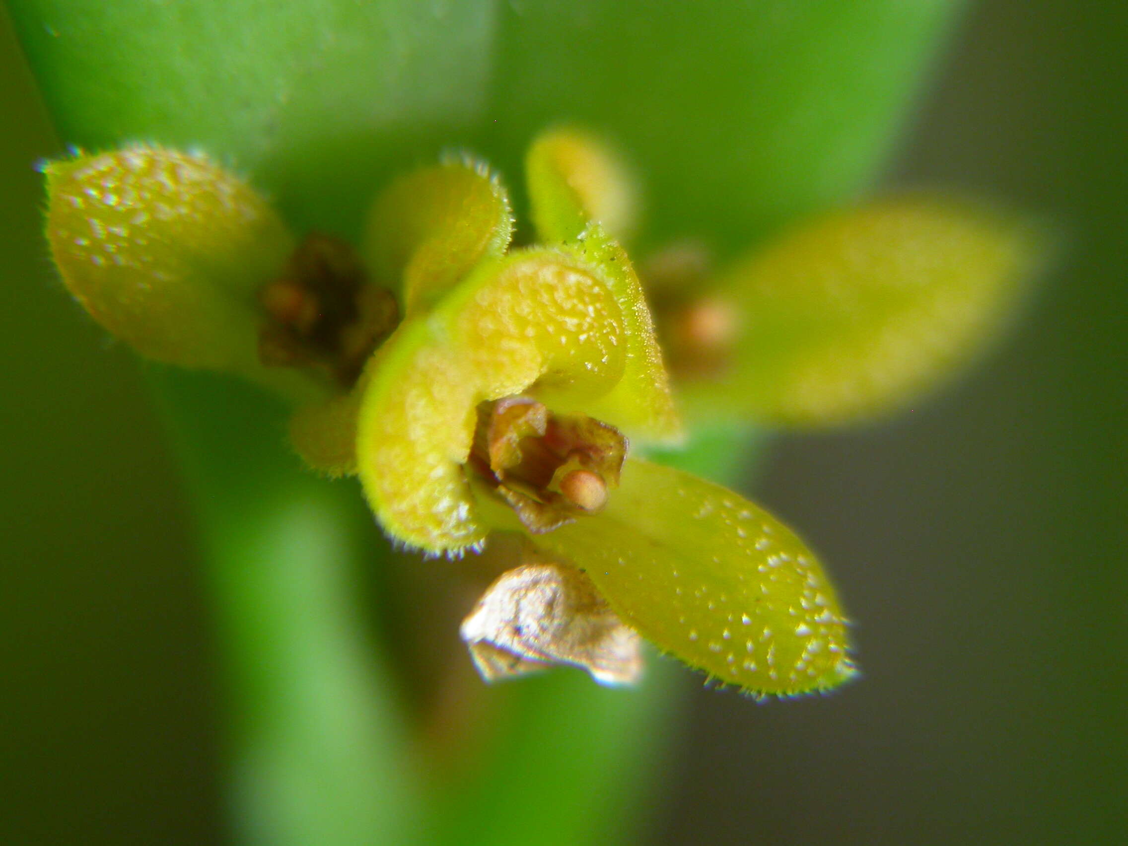 Image of Acianthera oligantha (Barb. Rodr.) F. Barros