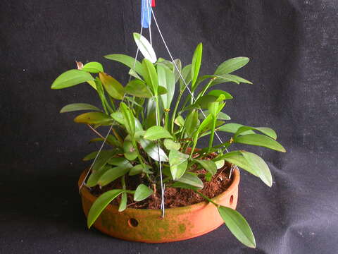 Image of Acianthera oligantha (Barb. Rodr.) F. Barros