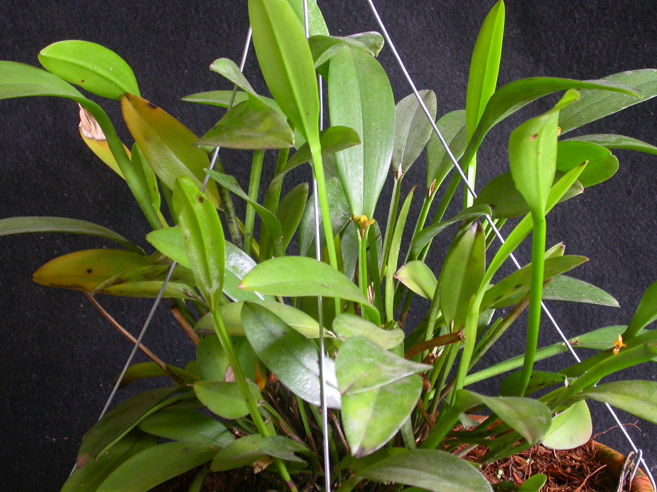 Image of Acianthera oligantha (Barb. Rodr.) F. Barros