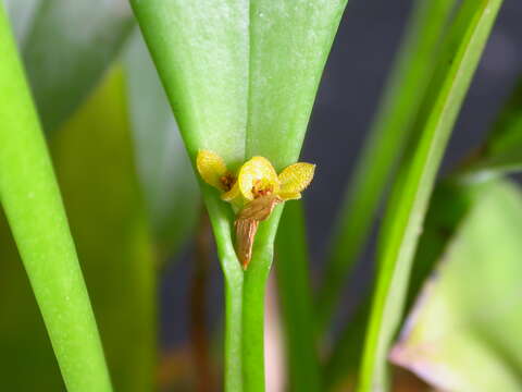 Image of Acianthera oligantha (Barb. Rodr.) F. Barros