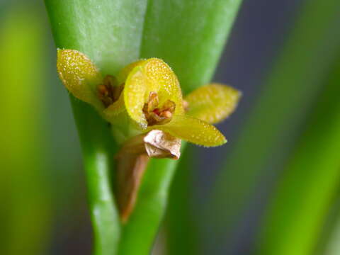 Image of Acianthera oligantha (Barb. Rodr.) F. Barros