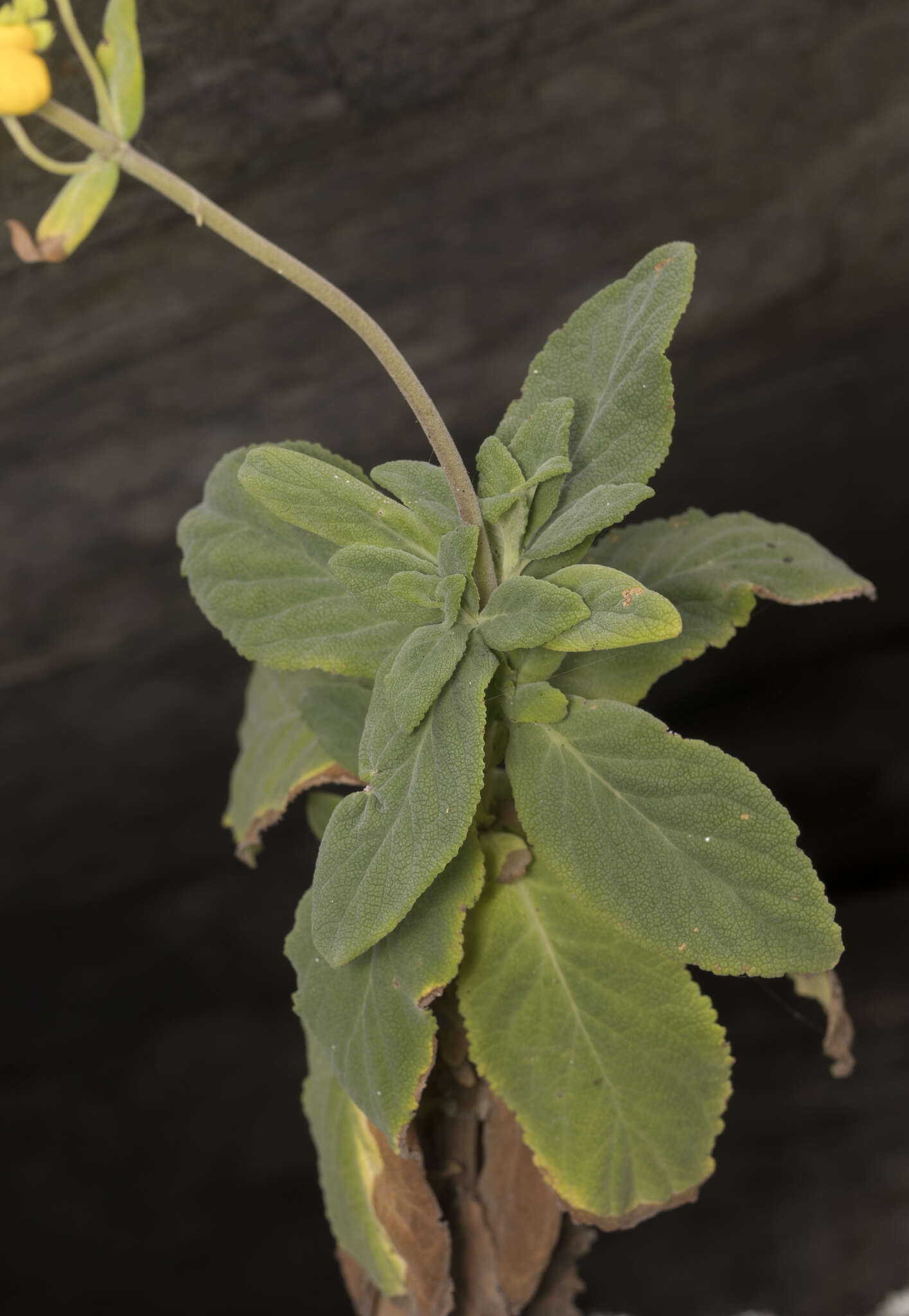 Image of Calceolaria integrifolia Murr.