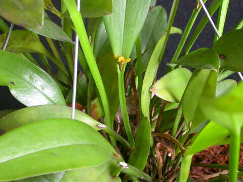 Image of Acianthera oligantha (Barb. Rodr.) F. Barros