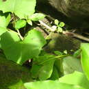 Image of Sakishima grass lizard