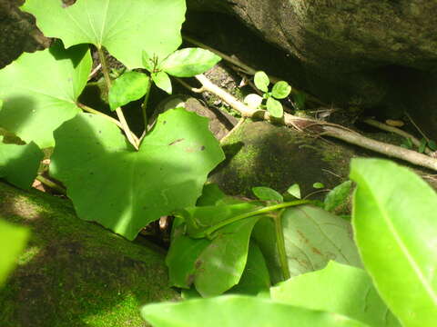 Image of Sakishima grass lizard