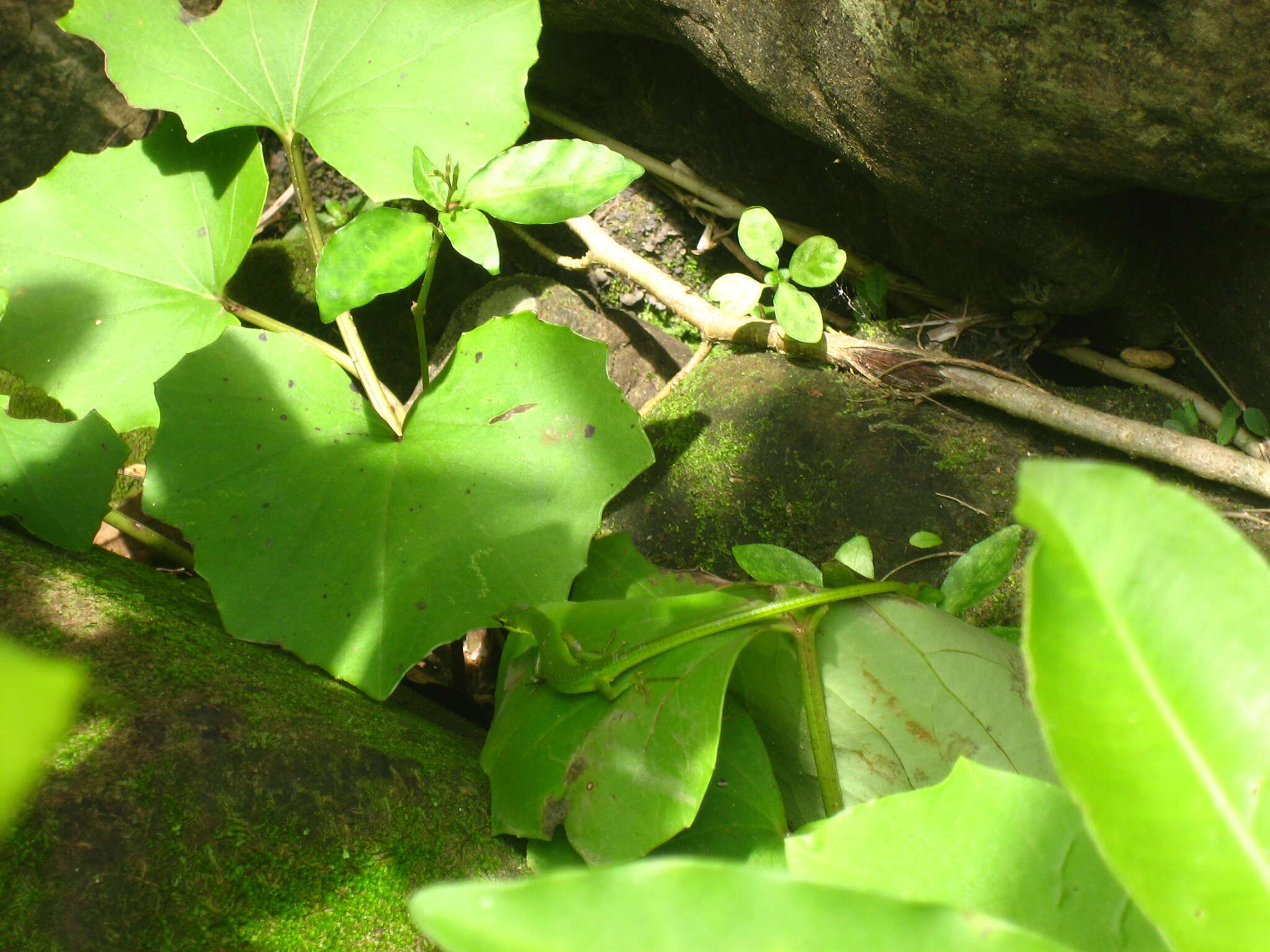 Image of Sakishima grass lizard