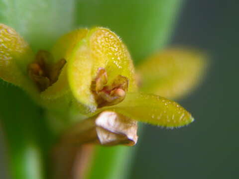 Image of Acianthera oligantha (Barb. Rodr.) F. Barros