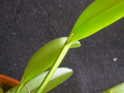 Image of Acianthera oligantha (Barb. Rodr.) F. Barros