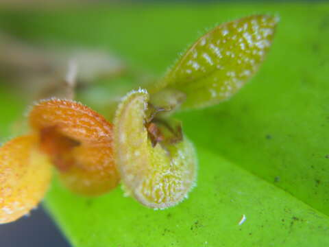 Image of Acianthera oligantha (Barb. Rodr.) F. Barros