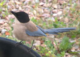 Image of Iberian Magpie