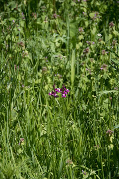 Image of Moroccan toadflax