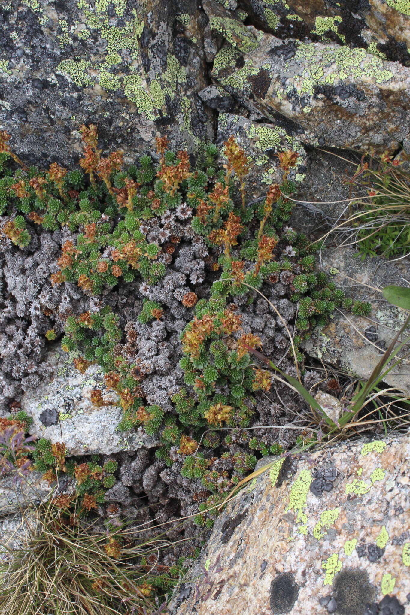 Image of Saxifraga caucasica Somm. & Levier