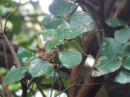 Image of Rhododendron mariesii Hemsl. & E. H. Wilson