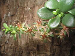 Image of Sedum botteri Hemsl.