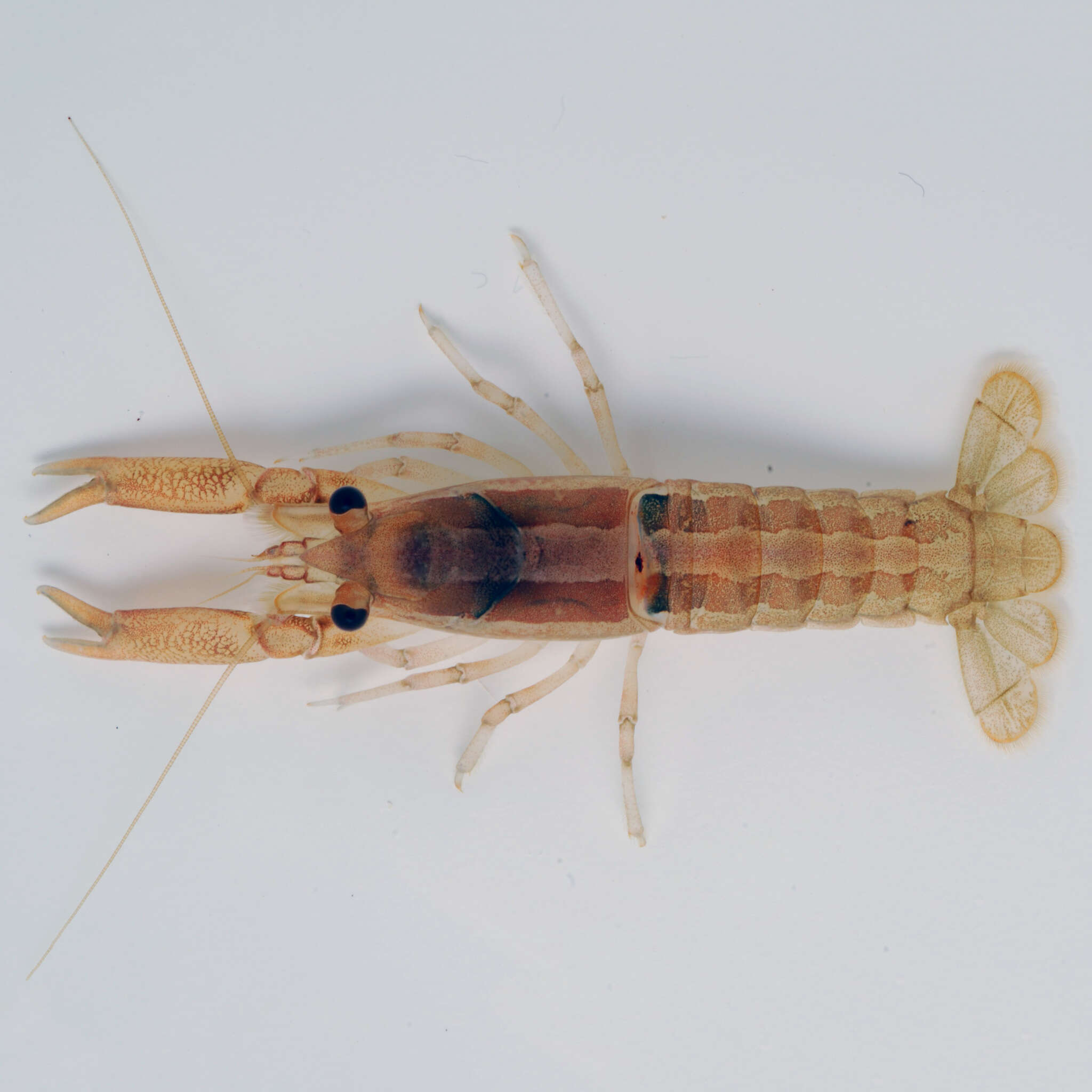 Imagem de Procambarus incilis Penn 1962