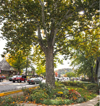 Image of American sycamore