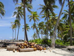 Image of coconut palm