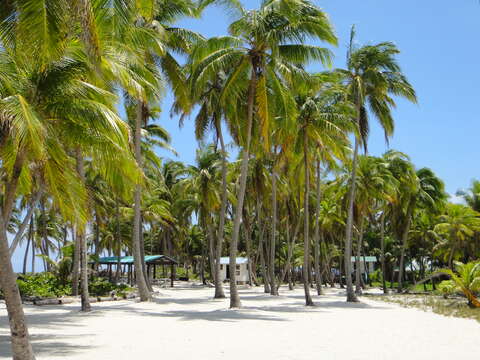 Image of coconut palm