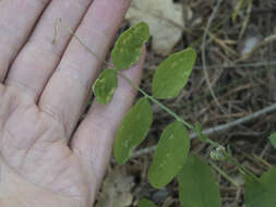 Imagem de Lathyrus nevadensis subsp. nevadensis