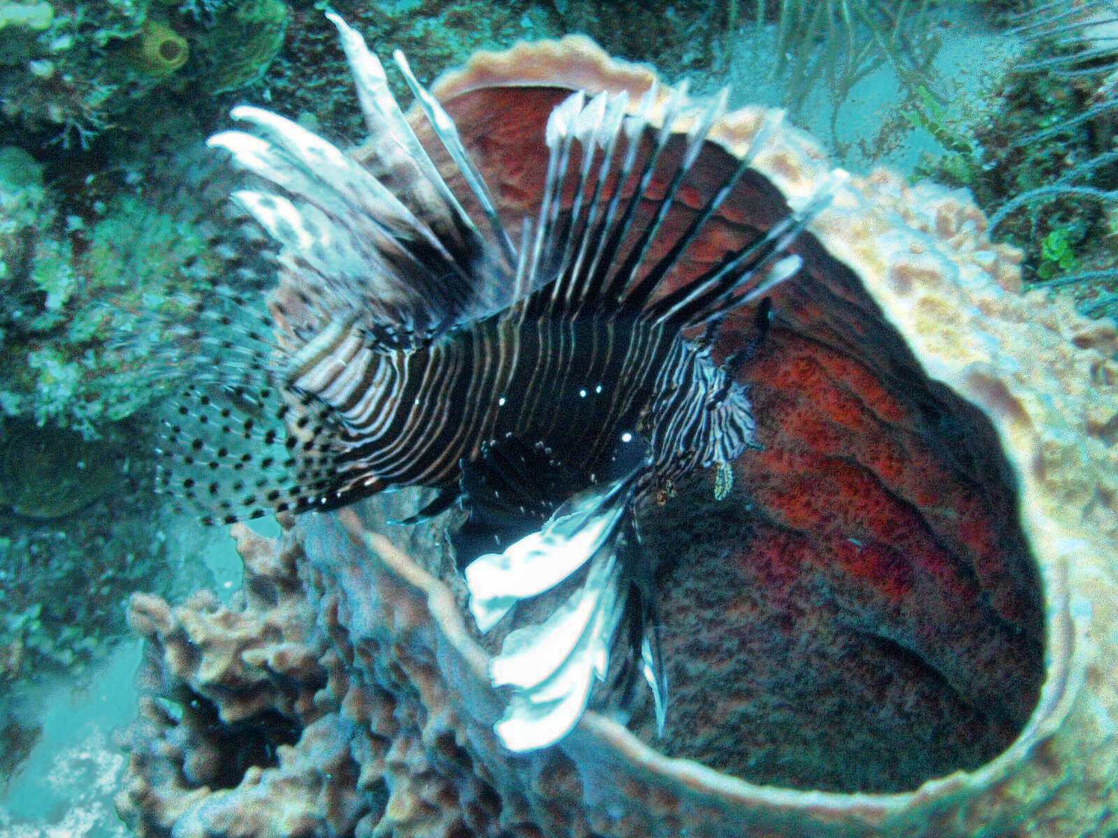 Pterois miles (Bennett 1828) resmi