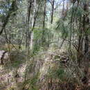 Plancia ëd Allocasuarina littoralis (Salisb.) L. A. S. Johnson