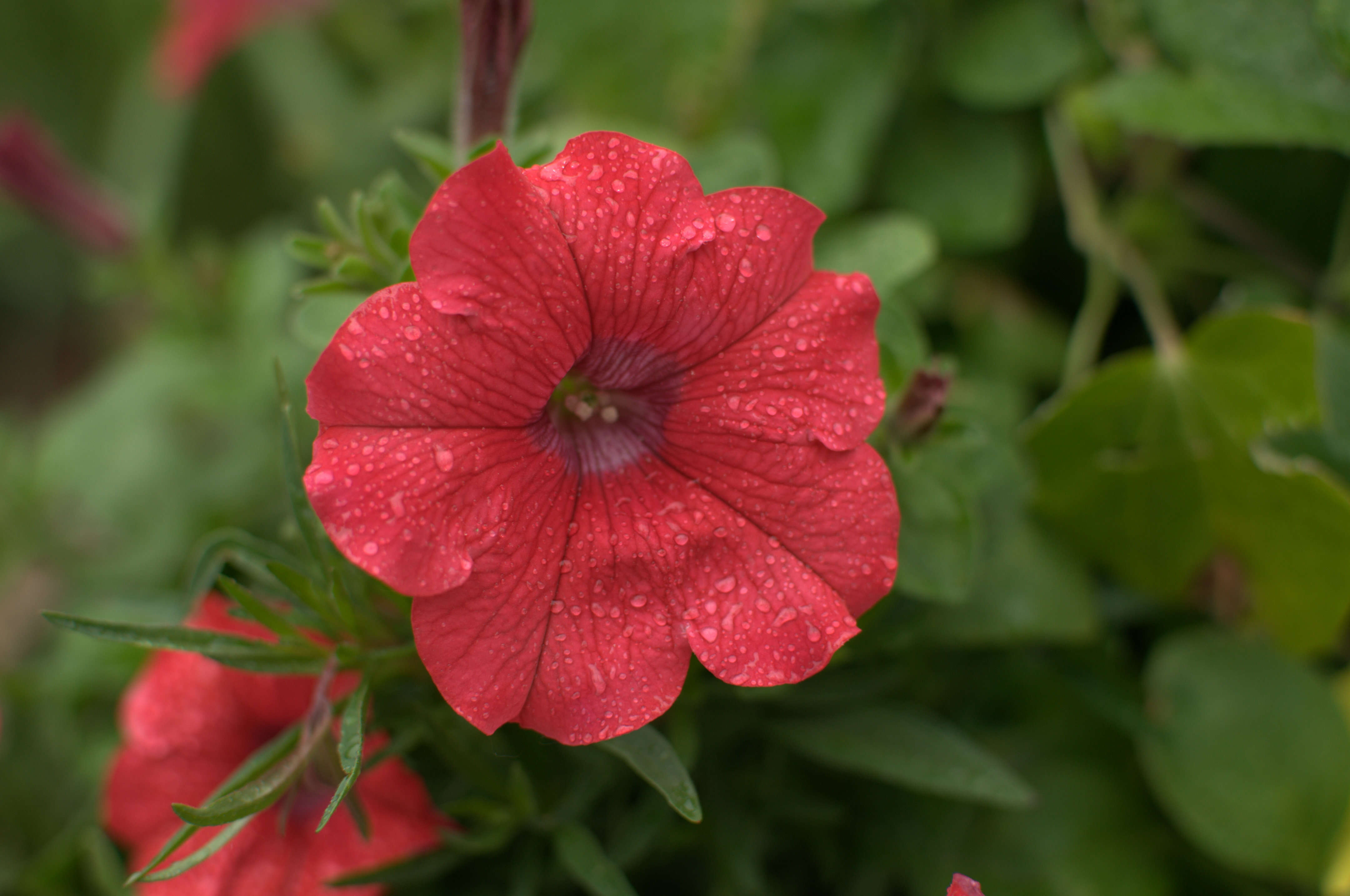 Image of petunia