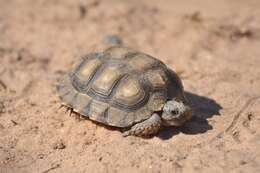 Слика од Chelonoidis chilensis (Gray 1870)