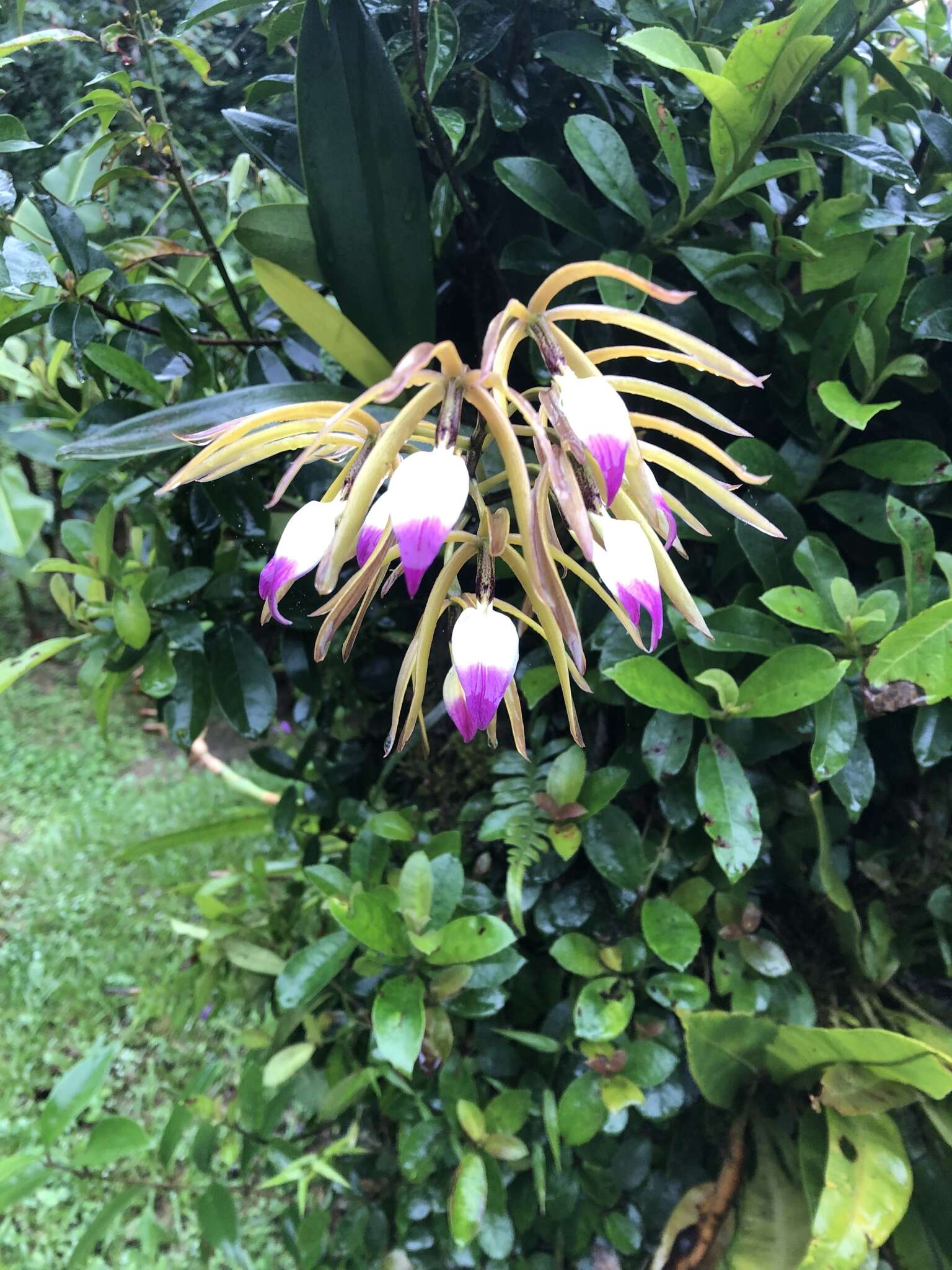 Image of Prosthechea brassavolae (Rchb. fil.) W. E. Higgins